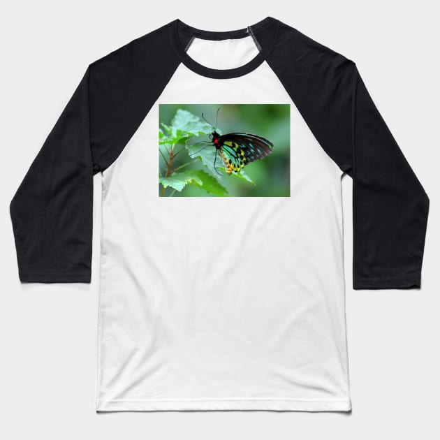 The Cairns Birdwing Baseball T-Shirt by annalisa56
